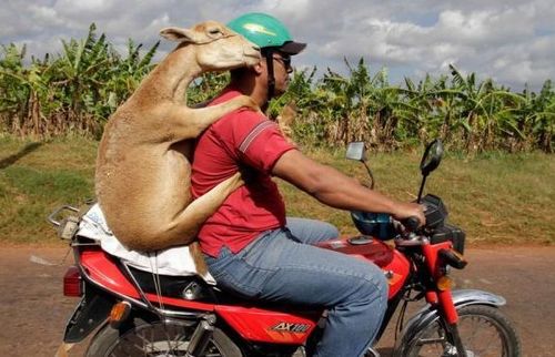 Men & bikes Goat+holding+on+and+riding+a+motorcycle+dr+heckle+funny+photo+blog