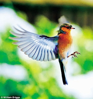 Beautiful Colorful Bird