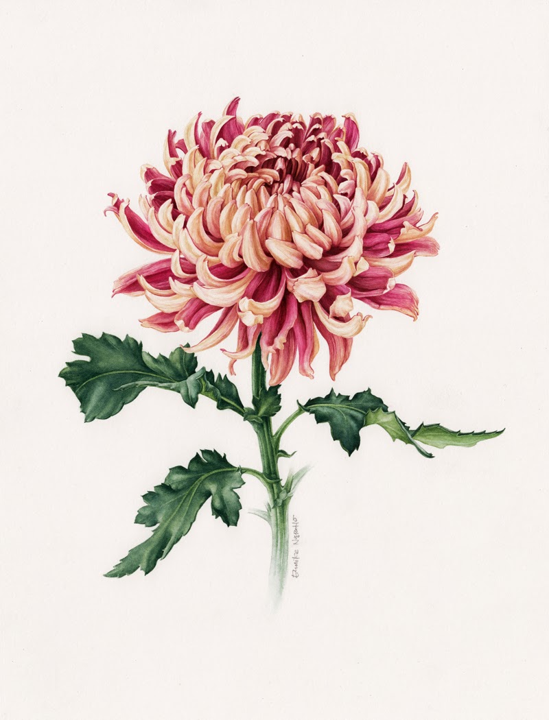Eunike_JapaneseChrysanthemum Botanical art Pinterest