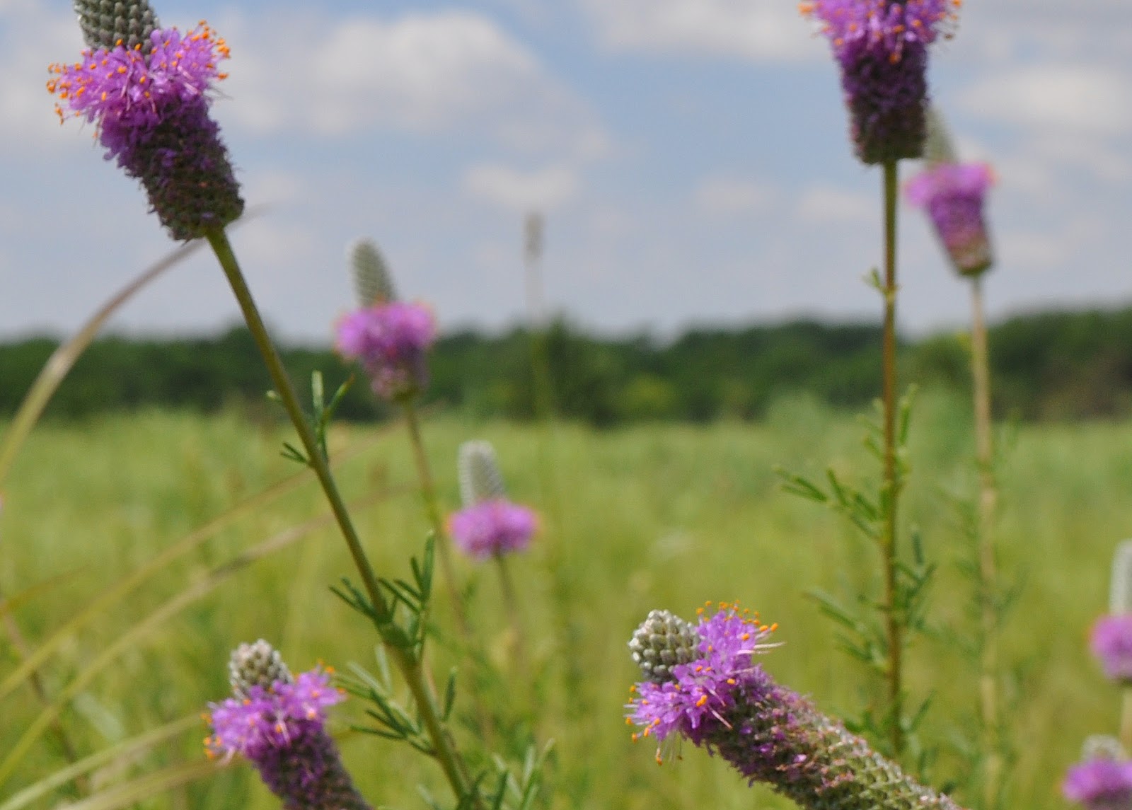 kansas wildflowers Purple Prairieclover