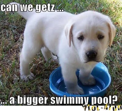 Funny dog want bigger pool
