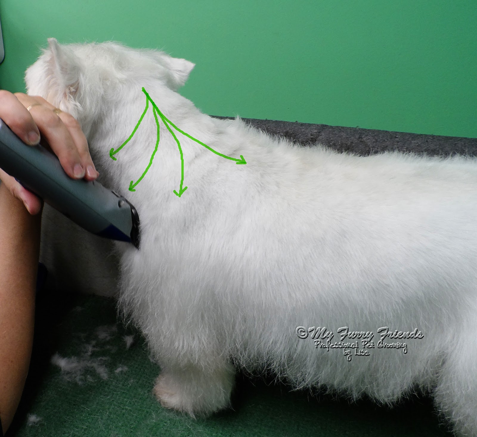 Pet Grooming The Good, The Bad, & The Furry 'Pet' Westie Cut