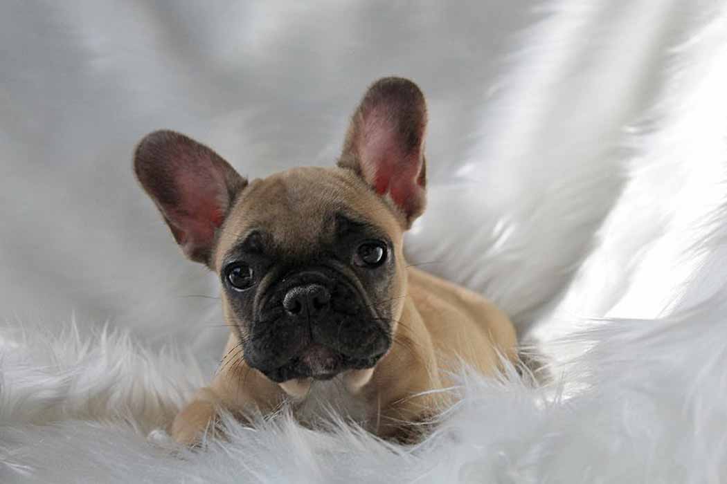 theobromine dog