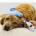Cuales son los sintomas de fiebre en perros