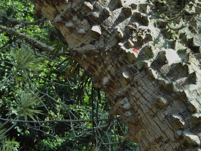 É pau, é pedra (II), by Fatima Castro / PhotoConversa