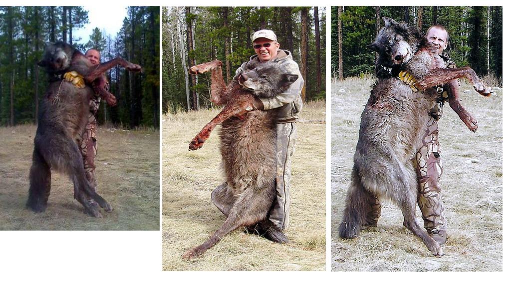 How Big Do Timber Wolf Dogs Get How Big Do Timber Wolf Dogs Get