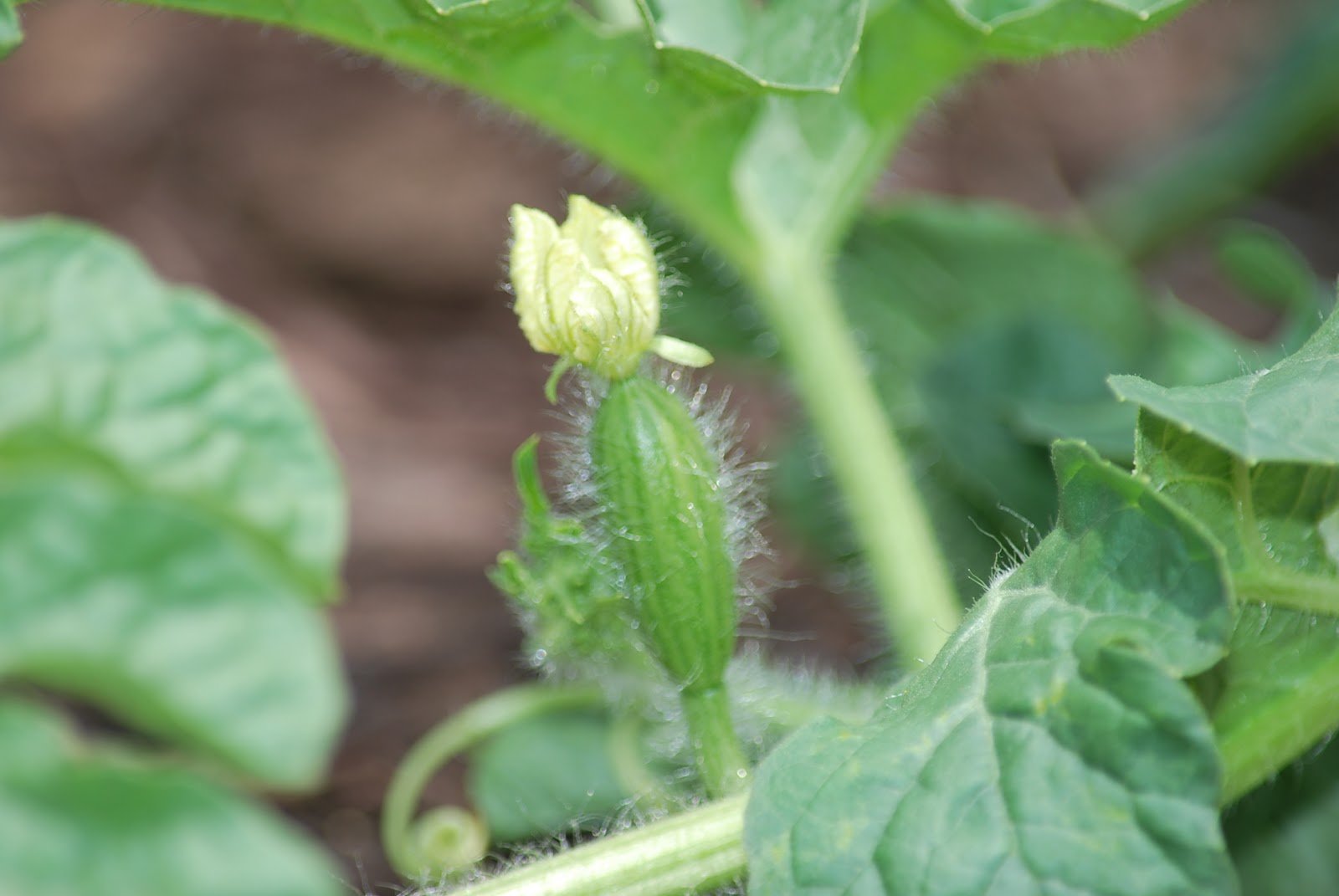My story in recipes Watermelon Farming