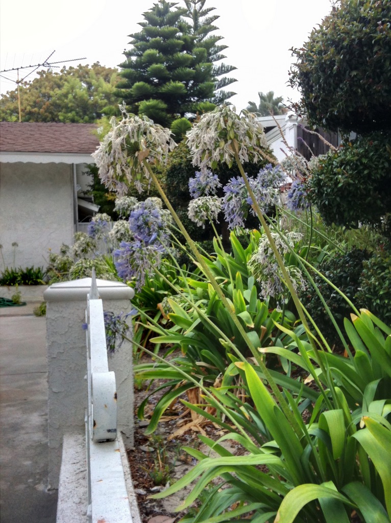 Breathing Treatment Can I compost my whole yard? Breathing Treatment Can I compost my whole yard?