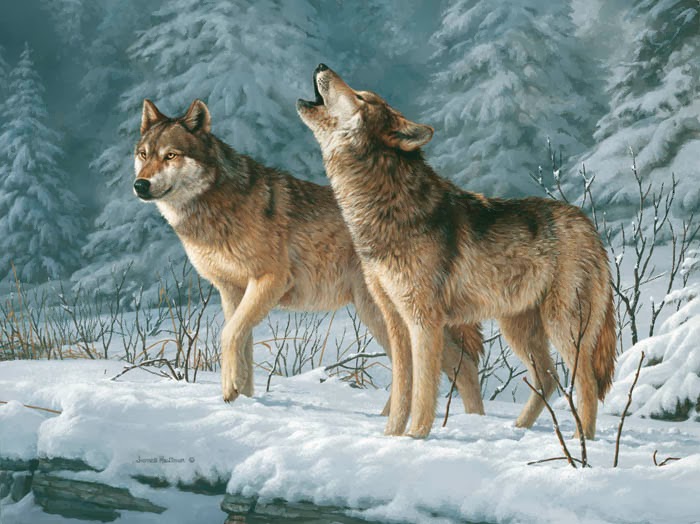 wolves calling