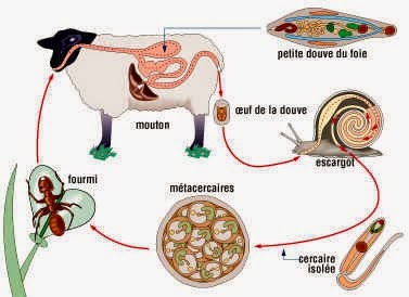 Le message sur les champignons les parasites le sommaire