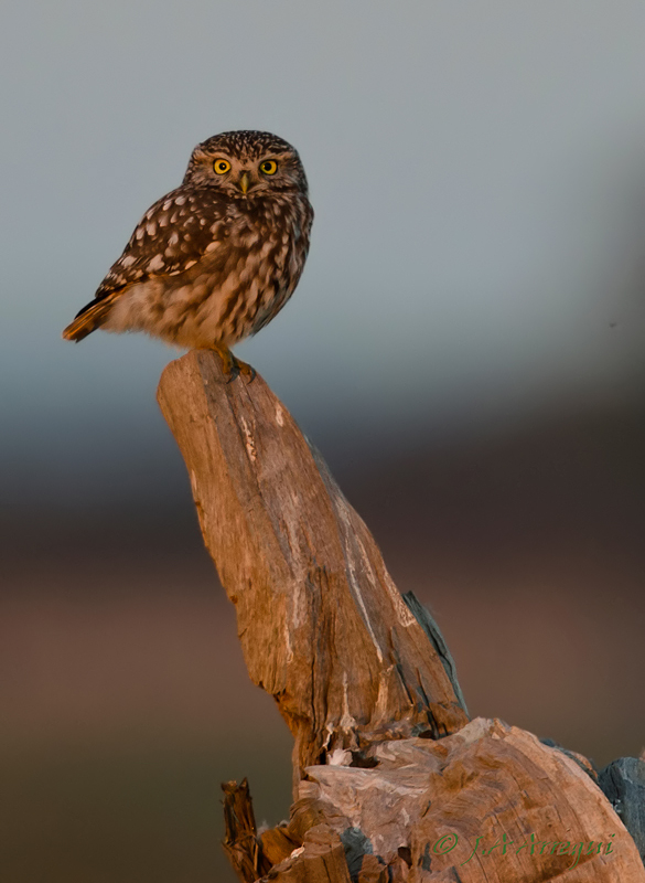 Mochuelo, Athene noctua, Little Owl Mochuelo, Athene noctua, Little Owl