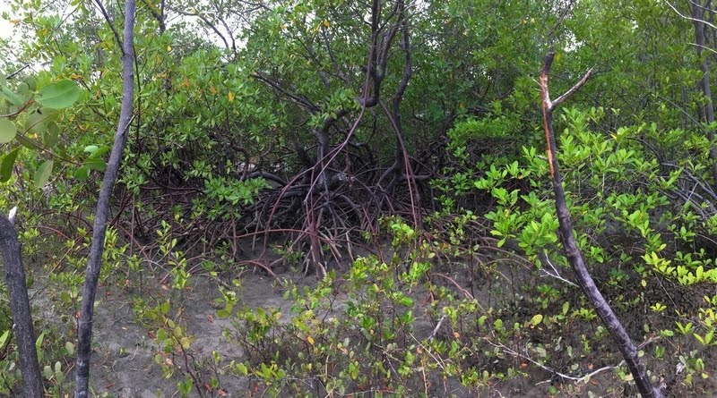 Mangue - Pontal de Maracaípe