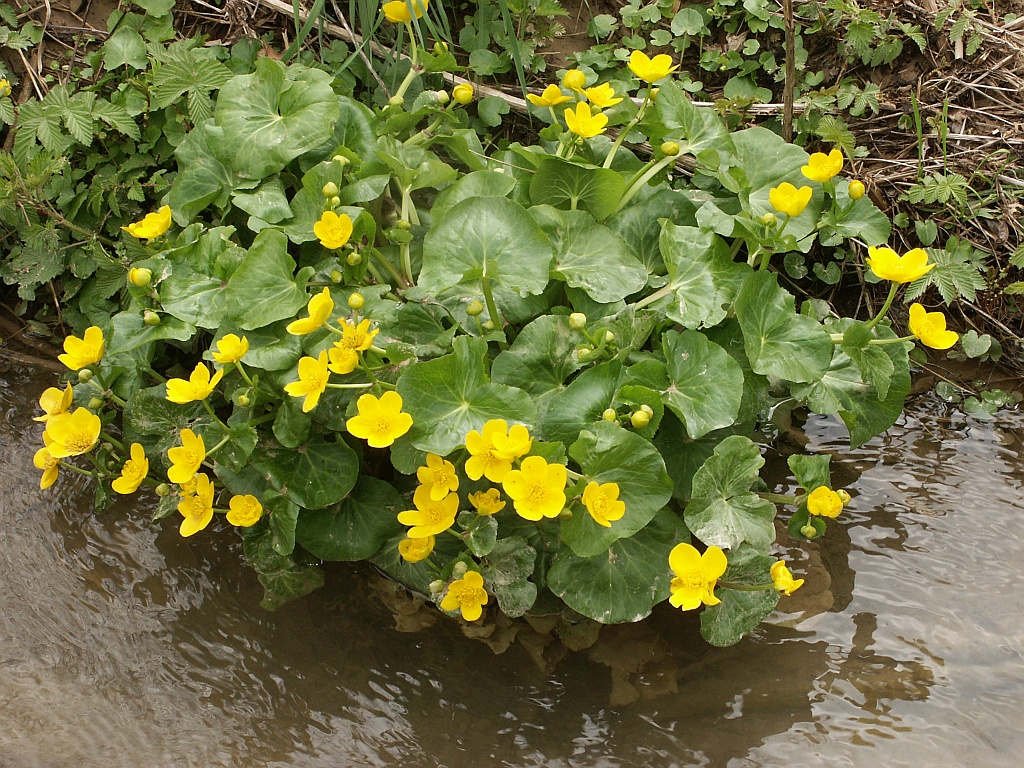 The Sunday Gardener Spring Ephemerals and Beyond