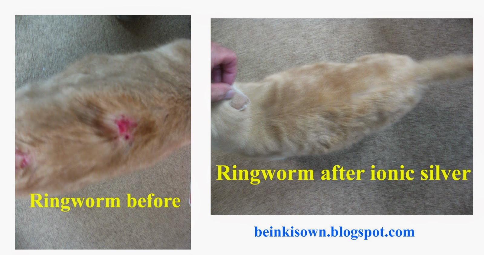 Beinki's Own Colloidal Silver Colloidal Silver stops ringworm in cat