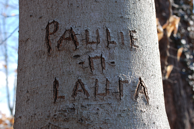 spotted+carved+tree+initials+lettering+names+rich+%252B+dawn+pauly+and+laura+hagley+museum+delaware2.jpg
