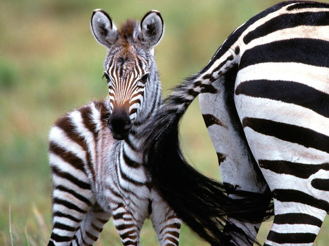 வர்ண மயமான விலங்குகள்! Zebra+1+%25287%2529