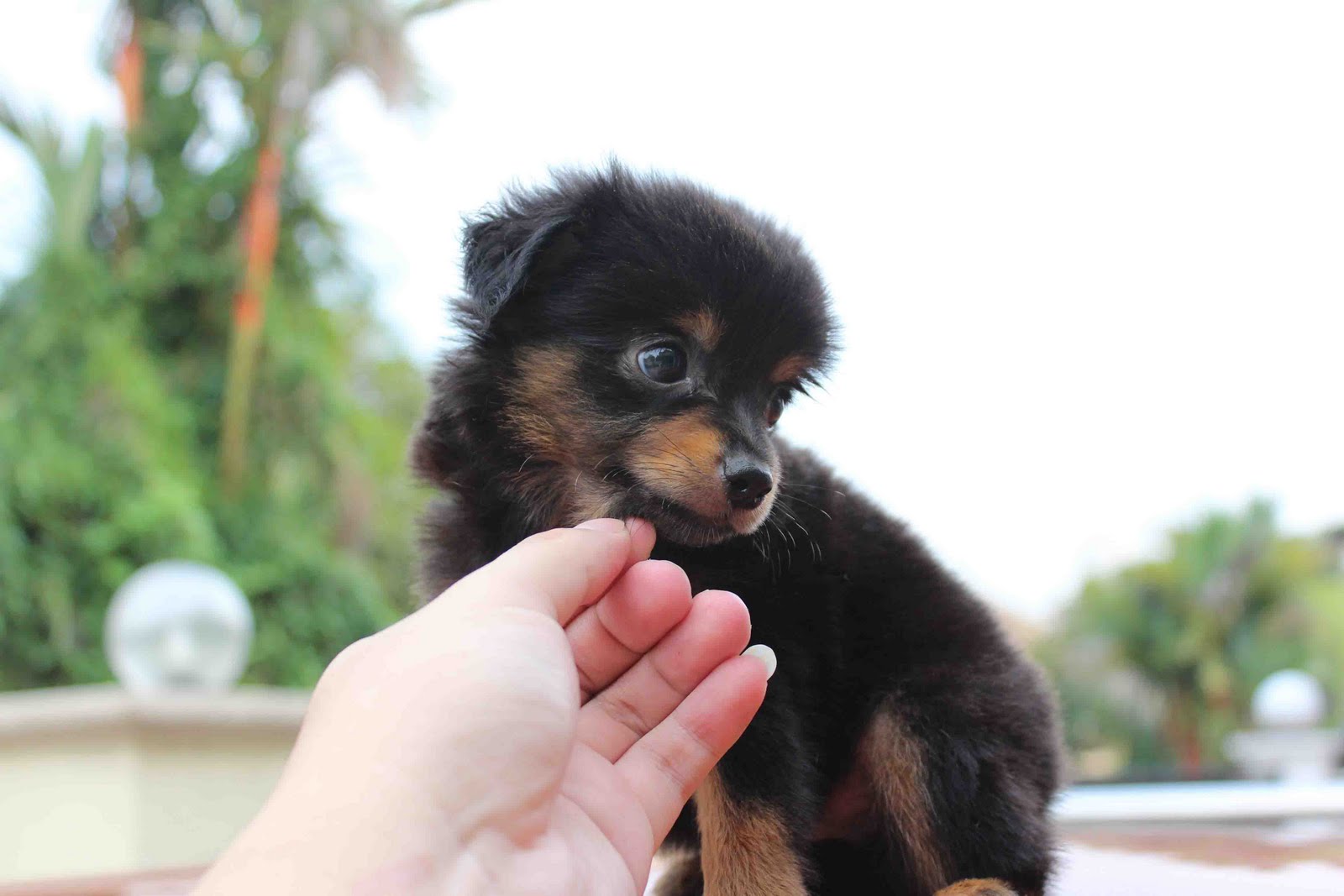 LovelyPuppy Miniature Pinscher(Long Coat) RM350 ONLY!!!