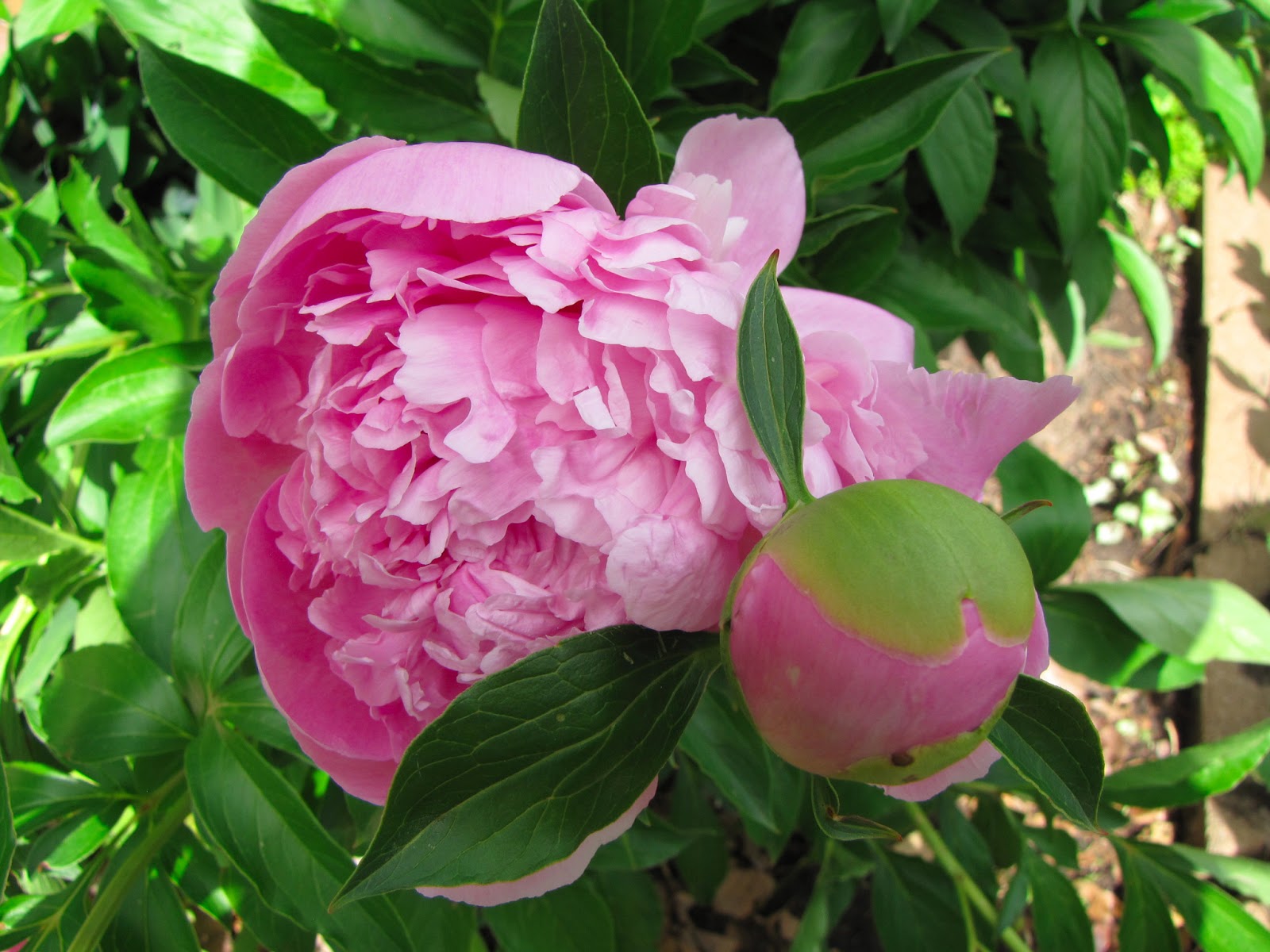 A Corner Garden: Some Thoughts on Gardening with Nature in Mind