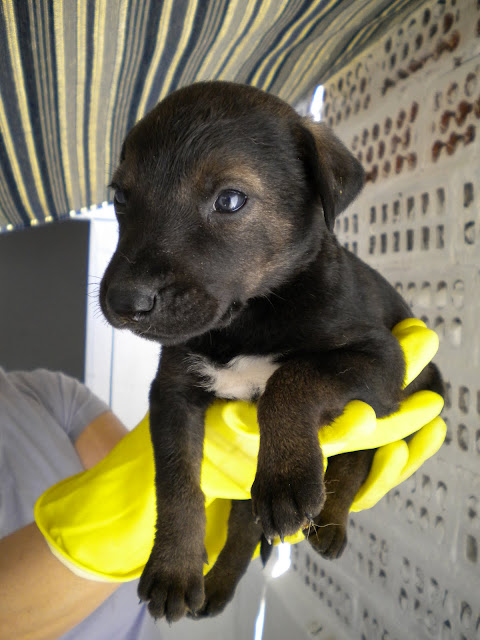 CAMADA CRUCES DE LABRADOR Y HUSKY DE 1 MES Y MEDIO VALLADOLID MIA+Scooby