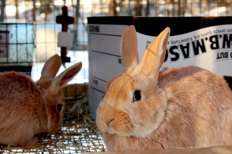 Hillside Homestead Rabbit ginger recipe, and preparing for the snow storm