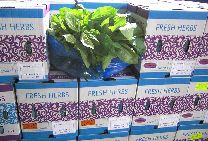 Flora Export S.G. Israel LTD reliable exporter of premium fresh herbs
