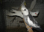 Caturra face branca /Caturras albinas
