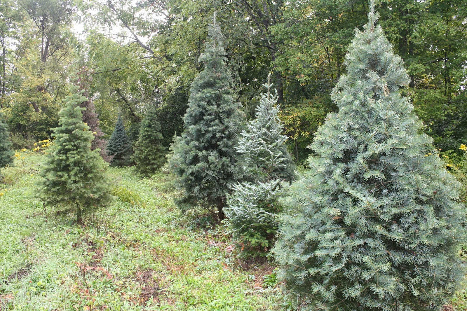 Celebrate Gettysburg Roots of the Christmas Tree Tradition