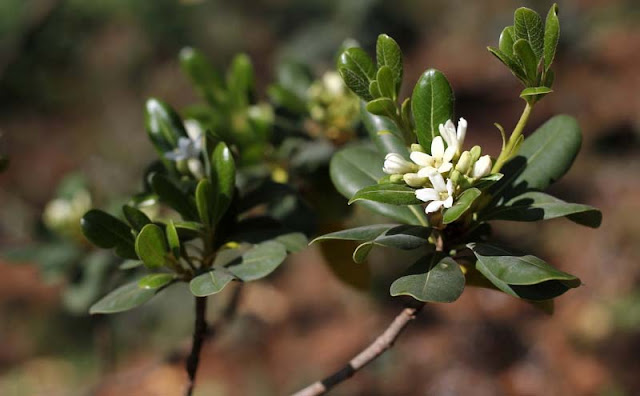 Pittosporum Tobira Flowers Pictures