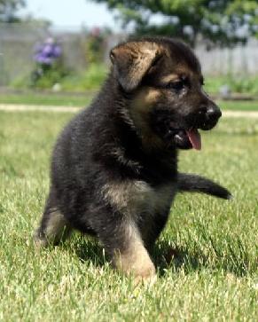 What Kind Of Mix Breed Are The Police Dogs What Kind Of Mix Breed Are The Police Dogs