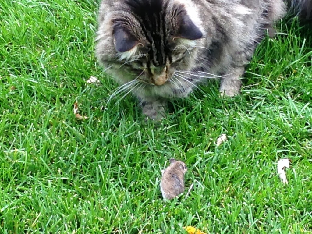 The Minnesota Rose Gardener Vole Defense!