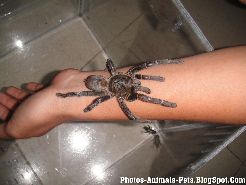 http://2.bp.blogspot.com/-v_GbBGliXc0/TXuObSdbunI/AAAAAAAAAF4/7iWeDnAxLCw/s1600/Photos%2B-%2Bspider%2B_0001.jpg