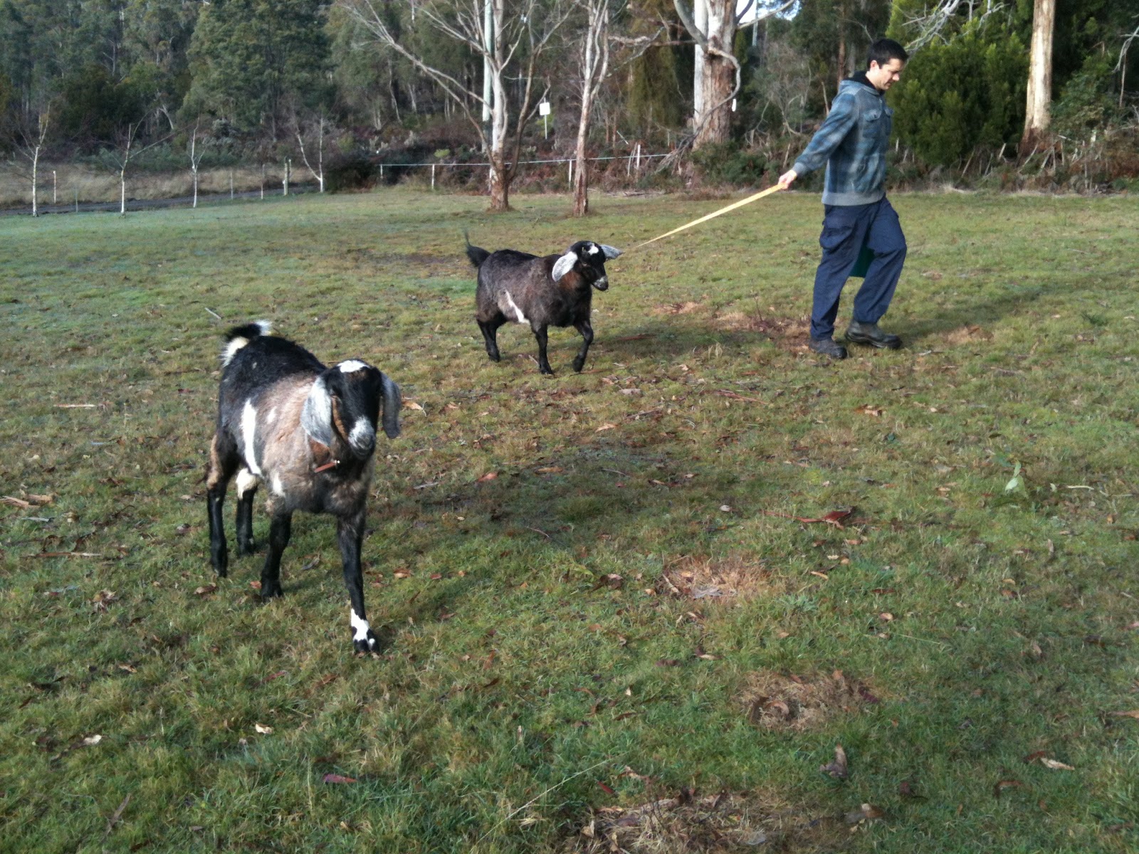 A day in the life Goats for a while (21mths is butted!)