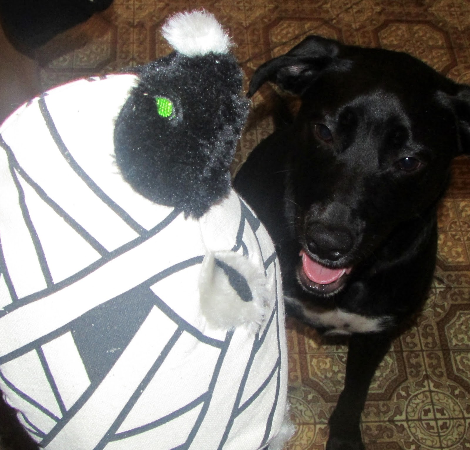 Heck Of A Bunch Spooky Dog Toys from Petmate Review
