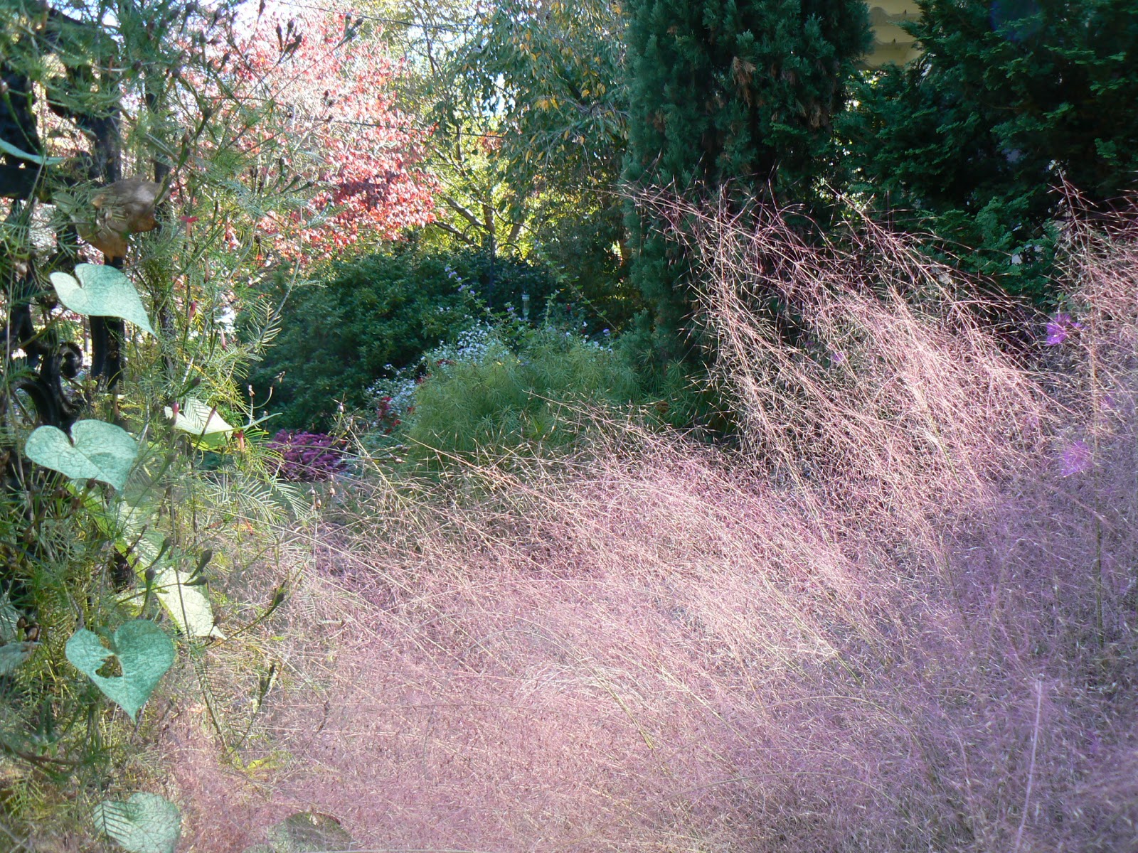 Garden Photo Of The Day 12 01 2011 01 01 2012