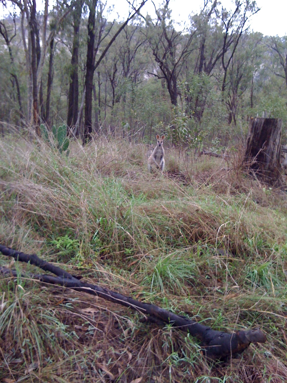 Carnarvon Gorge National Park