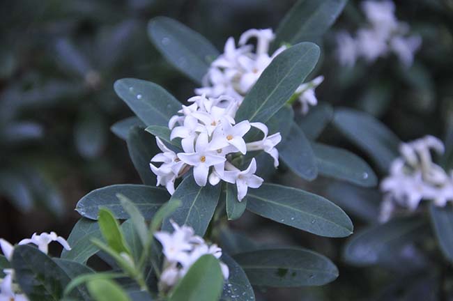 Mucknmire Daphne Carol Mackie And Other Flowers
