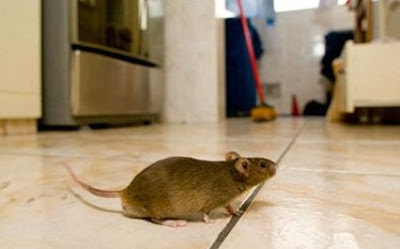 Tips Cara Mudah Cegah Tikus Berkeliaran di Rumah Tips Cara Mudah Cegah Tikus Berkeliaran di Rumah