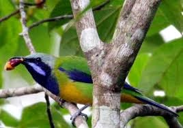 Cucak Cungkok Burung Unik Yang Sekilas Mirip Dengan Burung Cucak Hijau