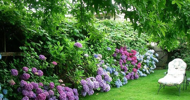 Idea for backyard against fence | Backyards Click