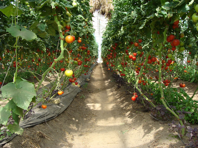 tomatodling