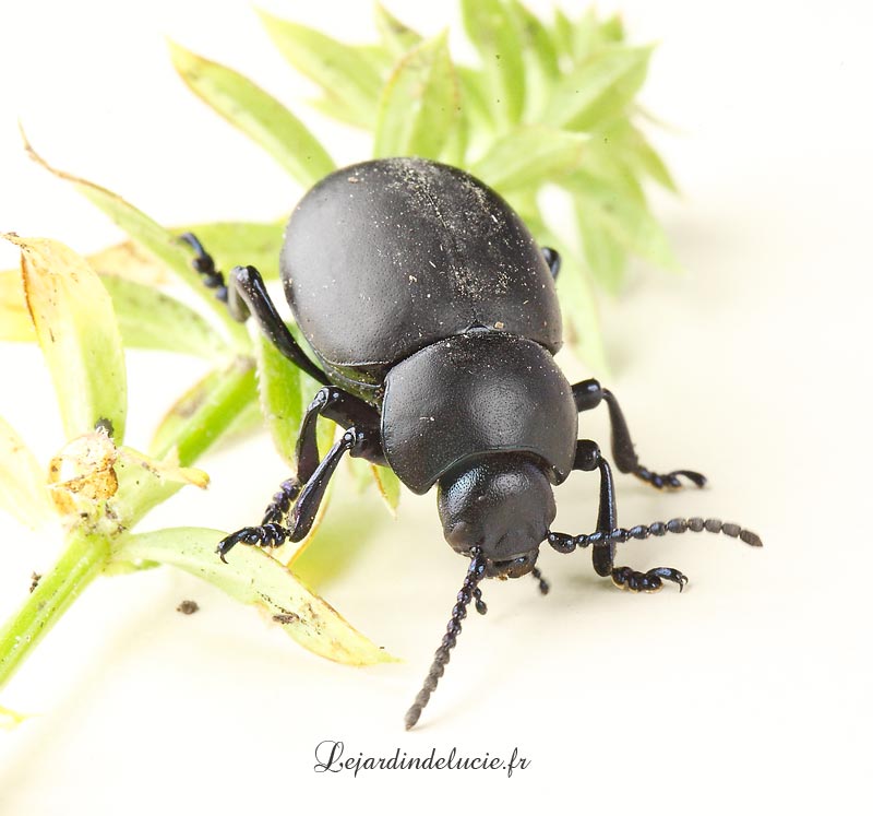 Timarcha tenebricosa , les crache sang.