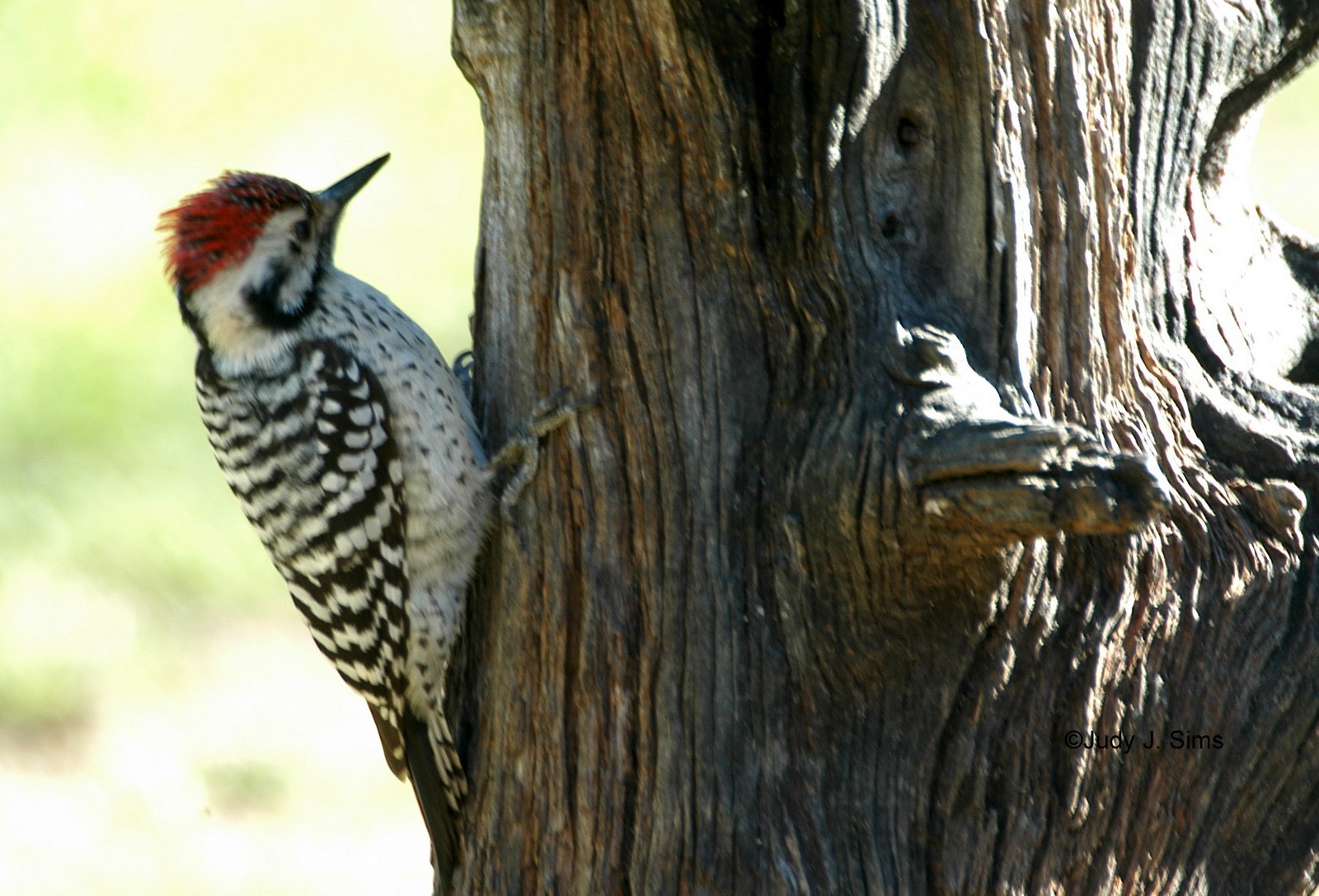 East Texas Birder on The Move Woodpeckers