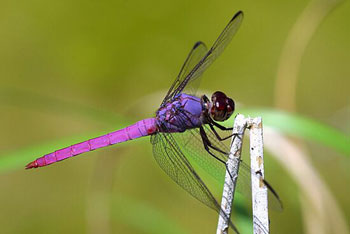 Dragonfly Purple