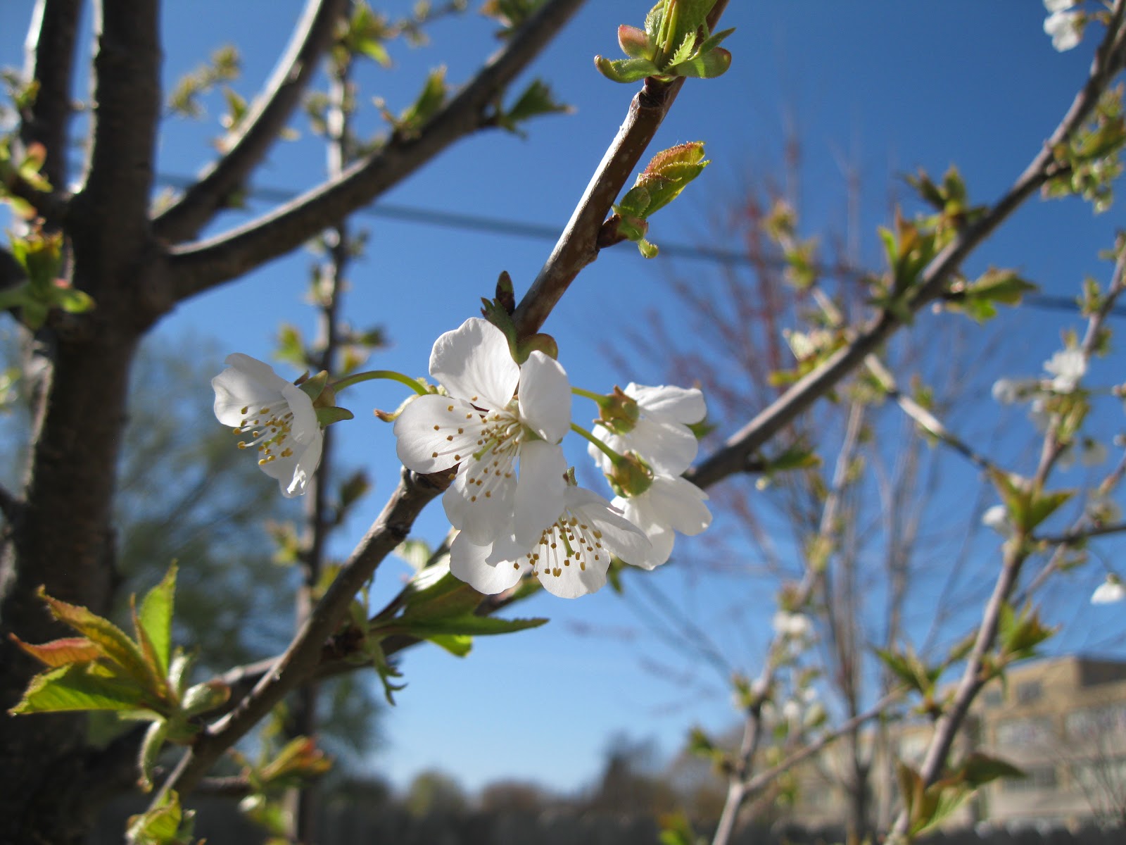 Apron History Chery Pink and Apple Blossom White