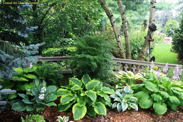 conrad art glass & gardens hostas (With images) | Glass garden, Hostas