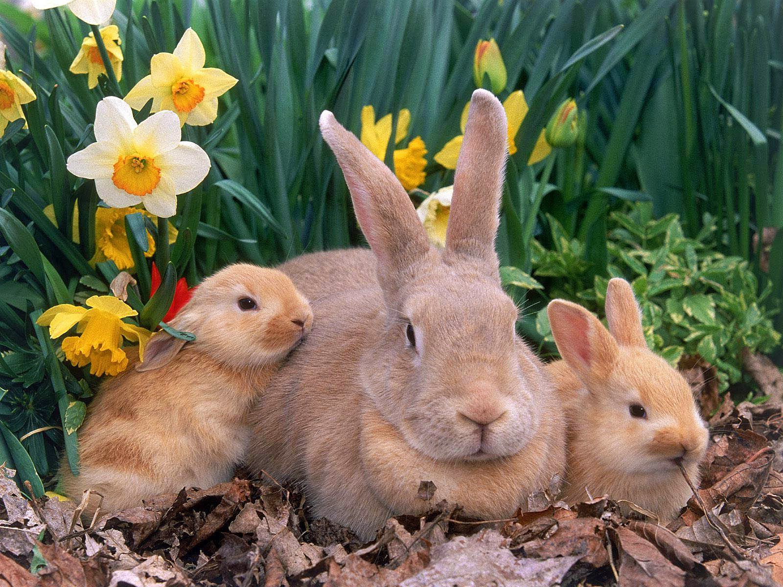 Desktop HD Wallpapers Free Downloads Beautiful Baby Rabbits Wallpapers