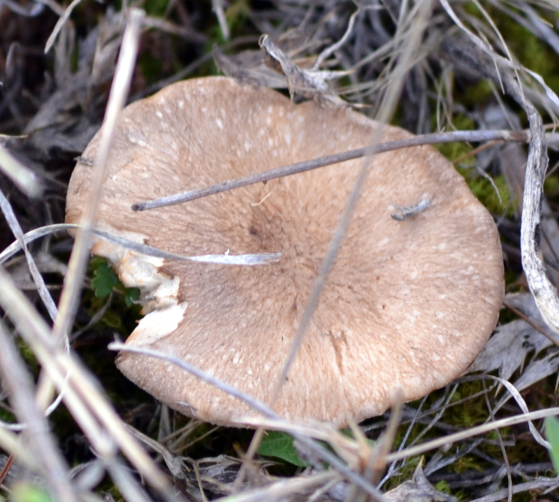 BIOMONCAYO Pleurotus eryngii (Seta de Cardo)