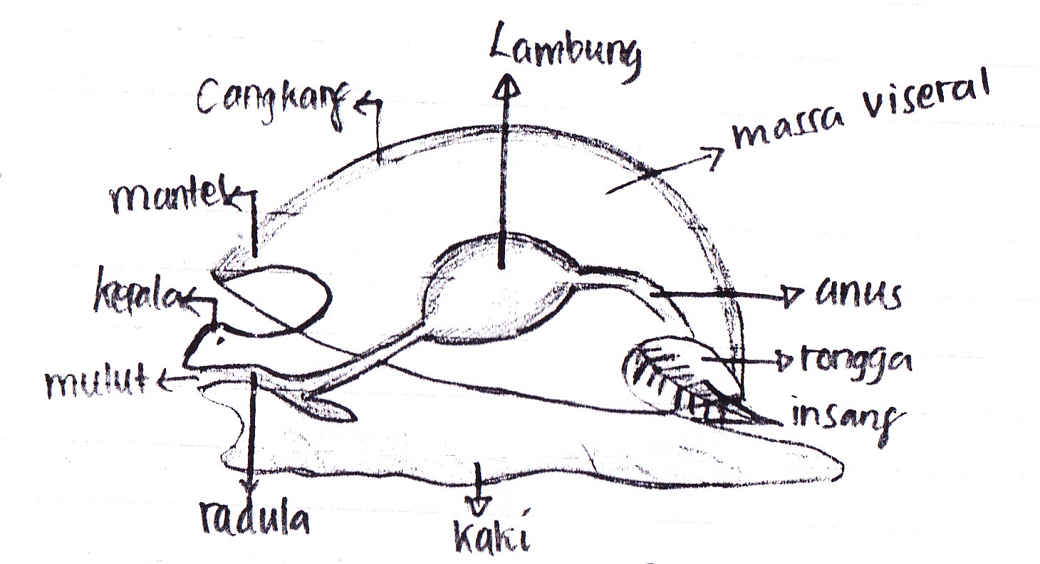 Sri Ebenezer MOLLUSCA