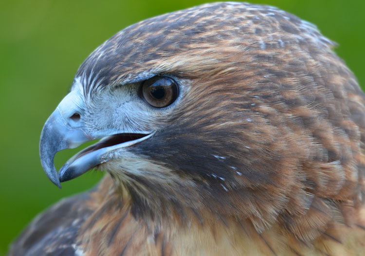 Red and the Peanut: A Red-tailed Hawk's beak...