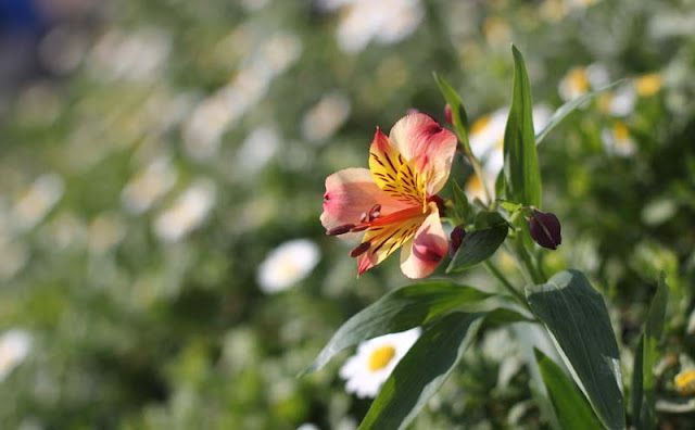 Peruvian Lily Flowers Pictures